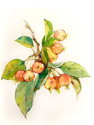 水彩画   植物