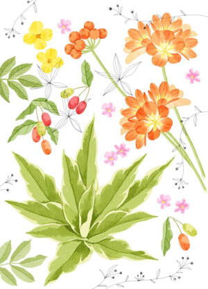 水彩画   植物