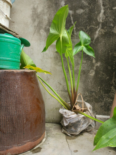 爷爷家发现了一盆花
但不认识
爷爷说这是茨菇(ﾟOﾟ)
原来我的知识浅薄