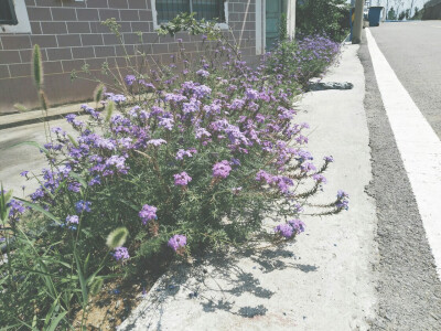 夏天是什么味道