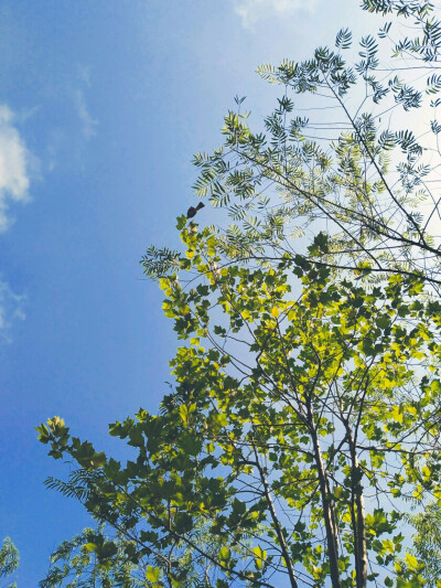 光与影的圆舞曲