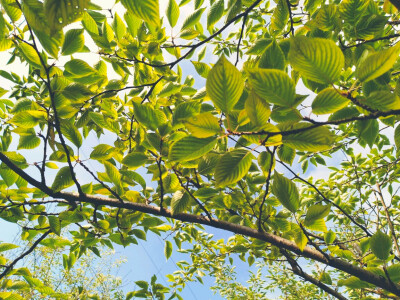 你藏在哪一片小小的叶里