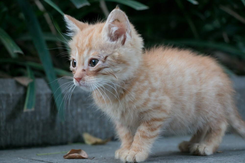 闸北公园的小奶猫/摄影by我有秋刀鱼