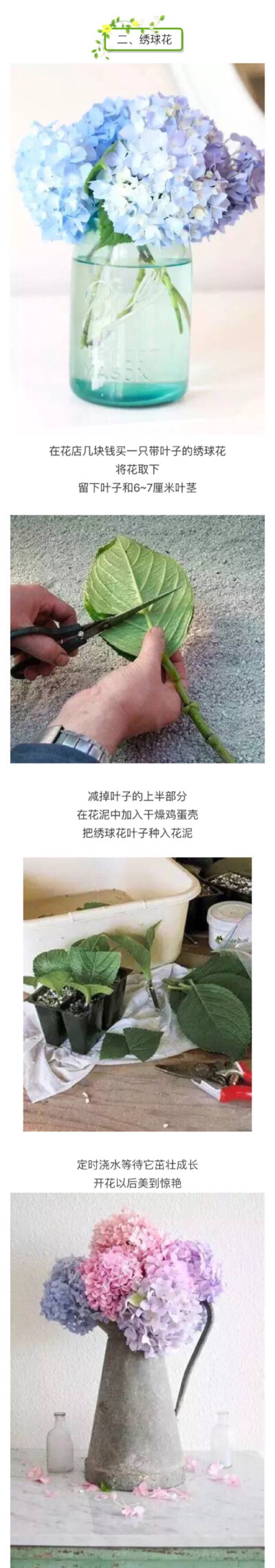 绣球花叶插