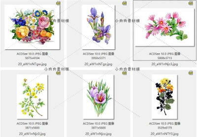 32个水彩花卉婚礼花边绘画临摹素材AI矢量设计素材ai252