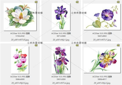 32个水彩花卉婚礼花边绘画临摹素材AI矢量设计素材ai252