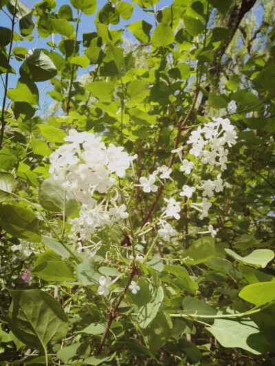 青城公园的小花花