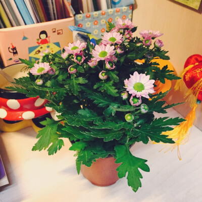 最爱的玛格丽特