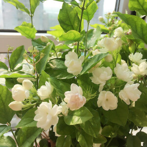 七月茉莉开满树