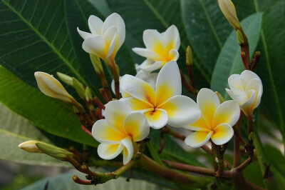 【鸡蛋花】(Plumeria rubra L. cv. Acutifolia)，属落叶灌木或小乔木。缅栀的枝头是钝圆头的，夏天开花，鸡蛋花鸡蛋花花型似摊好的鸡蛋，伴有清香，因此得名蛋黄花。一到冬天，叶子掉光后，光秃秃的就像鹿角的模样，…