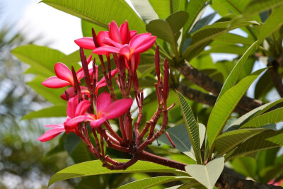 【鸡蛋花】(Plumeria rubra L. cv. Acutifolia)，属落叶灌木或小乔木。缅栀的枝头是钝圆头的，夏天开花，鸡蛋花鸡蛋花花型似摊好的鸡蛋，伴有清香，因此得名蛋黄花。一到冬天，叶子掉光后，光秃秃的就像鹿角的模样，…