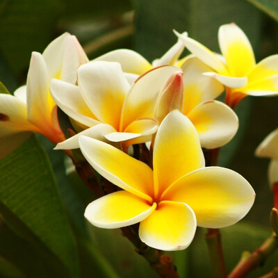 【鸡蛋花】(Plumeria rubra L. cv. Acutifolia)，属落叶灌木或小乔木。缅栀的枝头是钝圆头的，夏天开花，鸡蛋花鸡蛋花花型似摊好的鸡蛋，伴有清香，因此得名蛋黄花。一到冬天，叶子掉光后，光秃秃的就像鹿角的模样，…