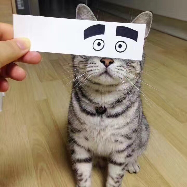 喵。猫咪 猫猫 头像 搞笑