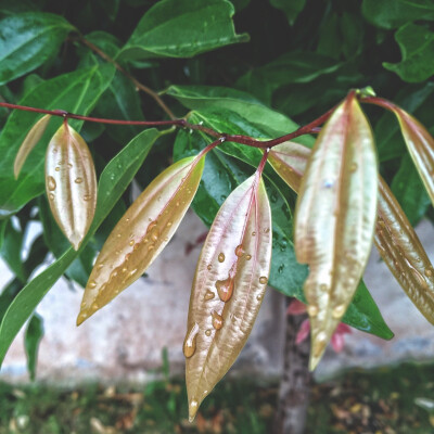 手机随手拍，雨后的树叶