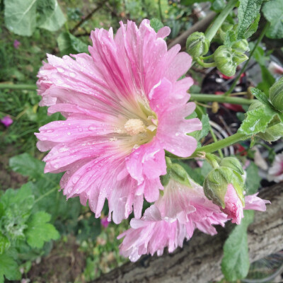 手机随手拍，雨后的蜀葵