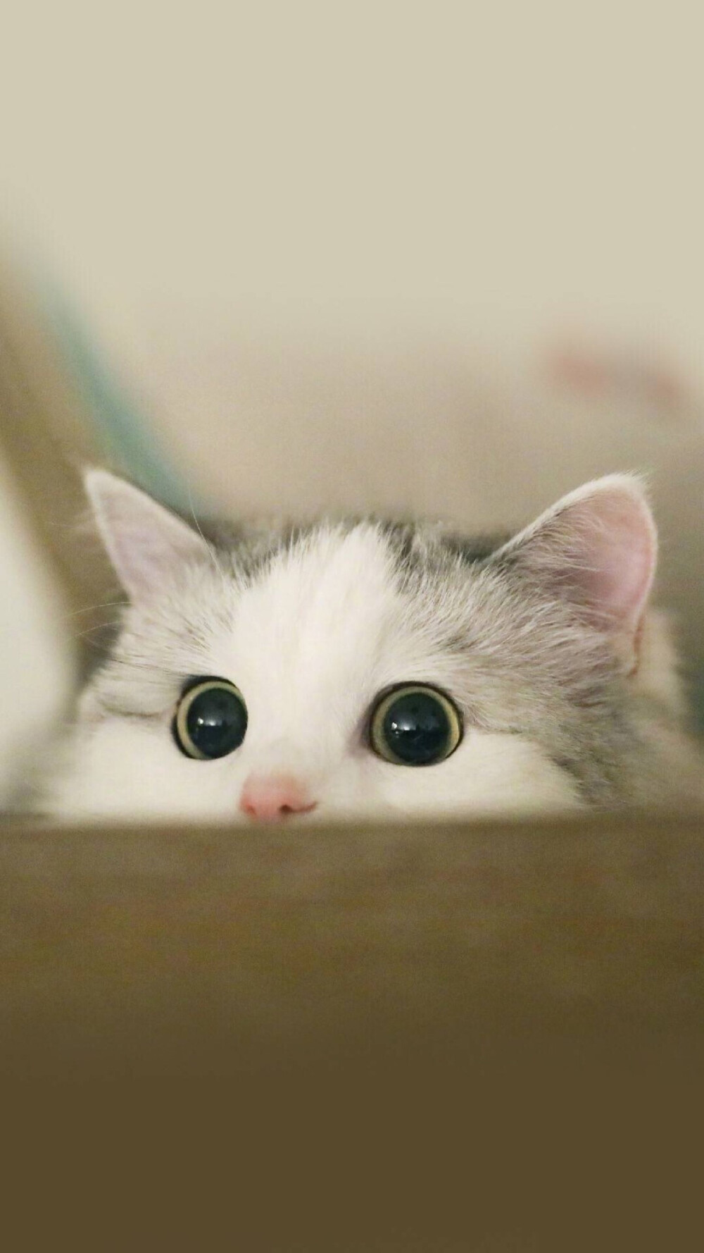小猫壁纸