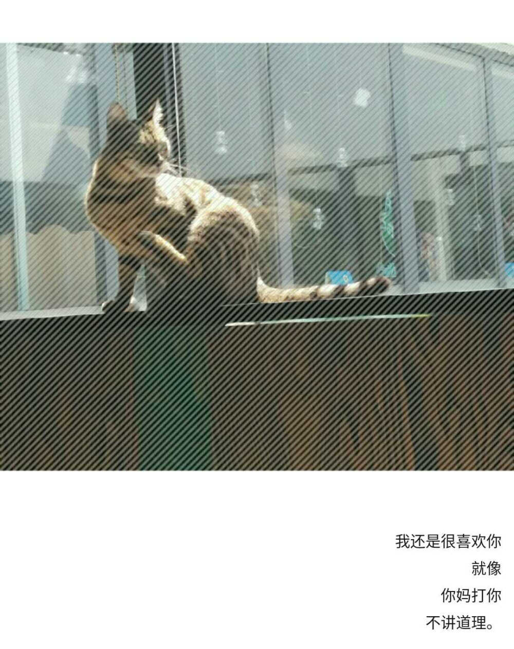 猫咖~