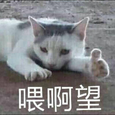 EXO 猫 表情包
We are one.
别问我它是怎么混进来的hhh
