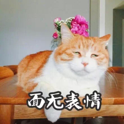 猫日