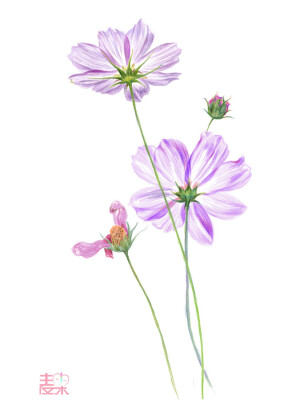 画师：#游走在路上的喵小姐# 郭小喵 花卉插画