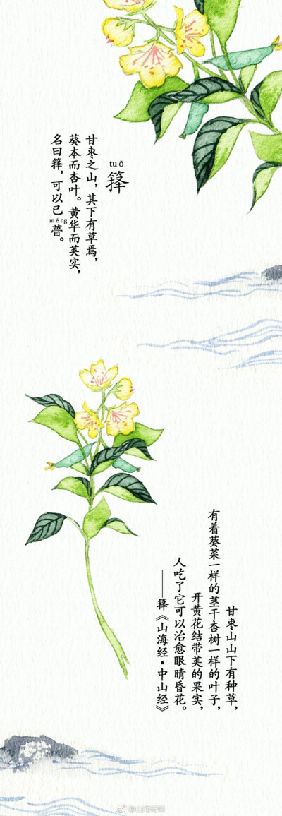 来自山海奇谈，神奇植物