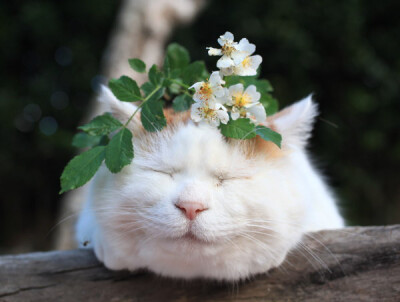 【Ameba】7.1-1 野ばら 野蔷薇・#猫叔# #篮子猫-猫叔# ​​​​