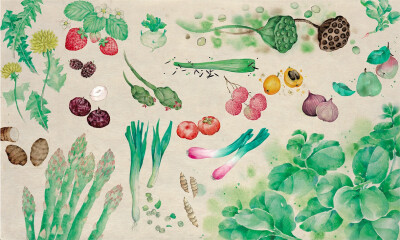 新书《节气手帖：蔓玫的蔬果志》的插页。四季的蔬菜水果都在这里了。水彩植物画赛高！