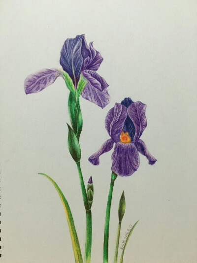 原创作品：彩铅素描花卉 
