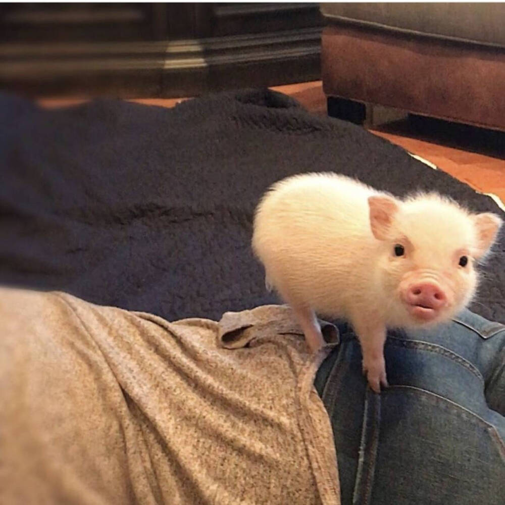 来源微博全是猪