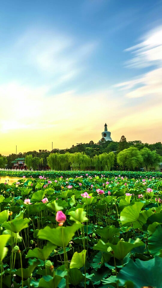 荷花风景