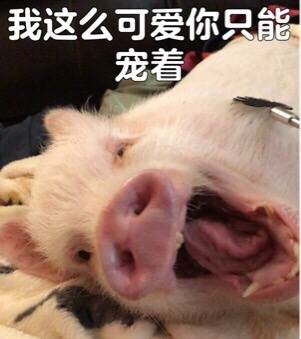 哼哼猪
来源微博：全是猪