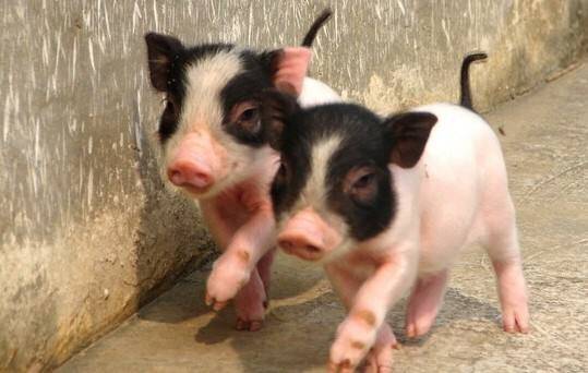 哼哼猪
来源微博