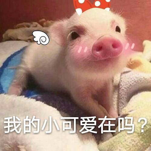 哼哼猪
来源微博