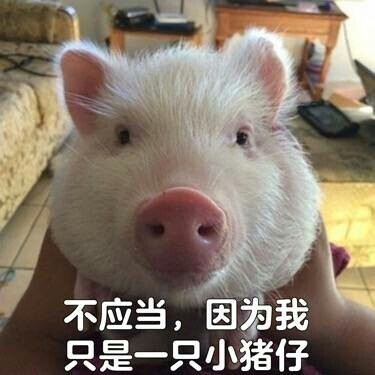 哼哼猪
来源微博