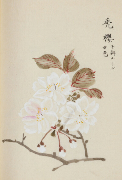 东洋文库藏《寫生桜華八十図》，描绘日本樱花品种的写生绘本 ​​​