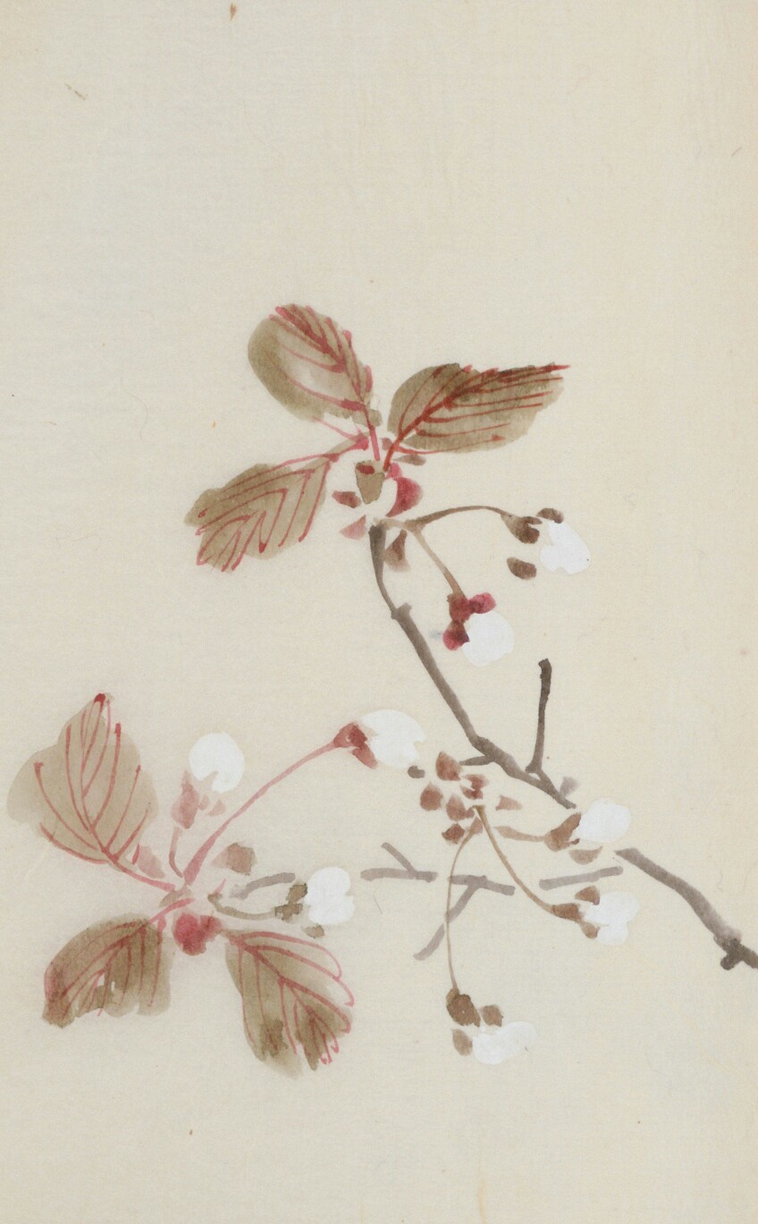 东洋文库藏《寫生桜華八十図》，描绘日本樱花品种的写生绘本 ​​​