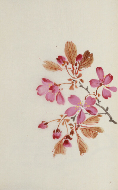 东洋文库藏《寫生桜華八十図》，描绘日本樱花品种的写生绘本 ​​​