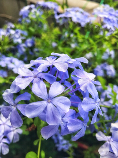 蓝雪花