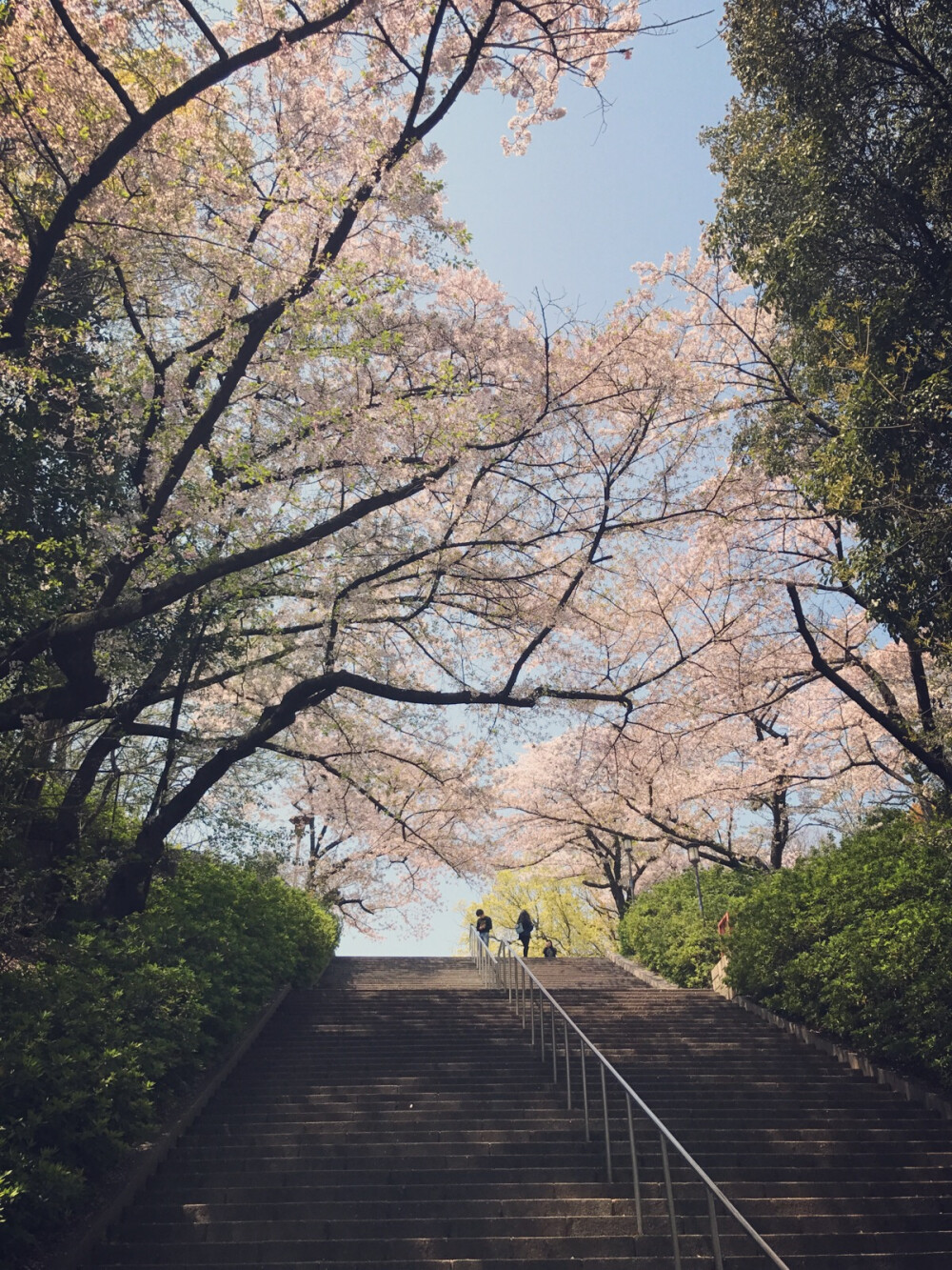 大阪城公园 樱花