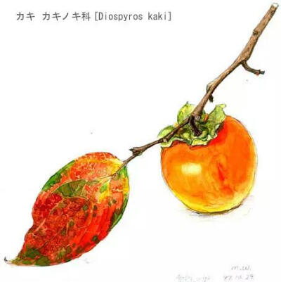 若松伦夫植物画