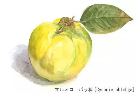 若松伦夫植物画