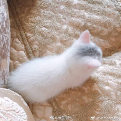 看着手感就很好的小猫咪