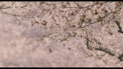 背景 男生头像 女生头像 男生 日剧男神 日剧女神 日剧：橘色奇迹 主演：土屋太凤 山崎贤人