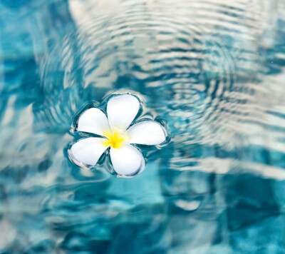 水里的白色花朵