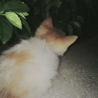 公园遇见被遗弃的猫咪♡