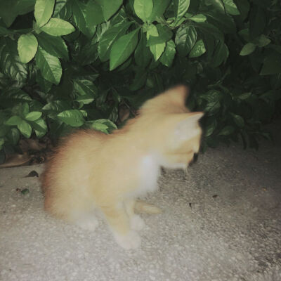 公园被遗弃的猫咪♡