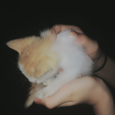 公园遇见被遗弃的猫咪