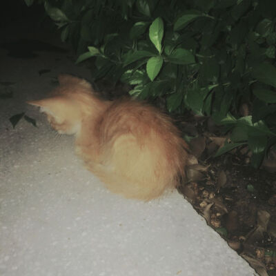 公园遇见被遗弃的猫咪