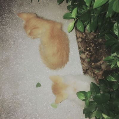 公园遇见被遗弃的猫咪