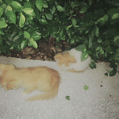 公园遇见被遗弃的猫咪